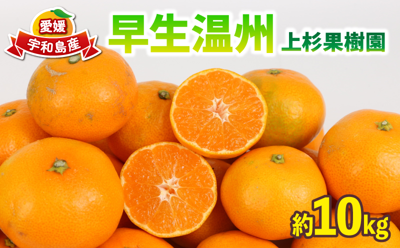 愛媛みかん 早生 温州 10kg S~2L サイズ ミックス 家庭用 上杉果樹園 先行予約 温州蜜柑 温州みかん mikan 愛媛ミカン 愛媛蜜柑 みかん ビタミン 温州 蜜柑 果物 くだもの フルーツ 柑橘 農家直送 産地直送 数量限定 国産 愛媛 宇和島 B012-056001