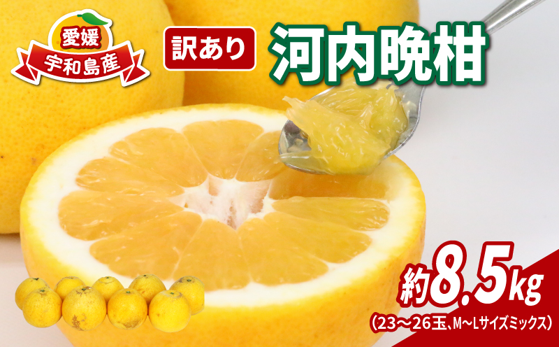 訳あり 河内晩柑 8.5kg 23～26玉 サイズ ミックス 不揃い 玉津みかん ニュービジネスユニット 晩柑 和製 グレープフルーツ 果物 フルーツ 柑橘 みかん 蜜柑 愛媛みかん 産地直送 農家直送 産地直送 数量限定 国産 愛媛 宇和島 B012-058010