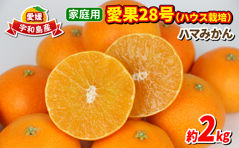 愛果28号 2kg 家庭用 ハウス栽培 ハマみかん 果物 くだもの フルーツ 柑橘 みかん 高級 ブランド ゼリー プルプル 甘い 限定 品種 蜜柑 mikan 愛媛蜜柑 愛媛みかん 農家直送 産地直送 数量限定 国産 愛媛 宇和島 B012-075001