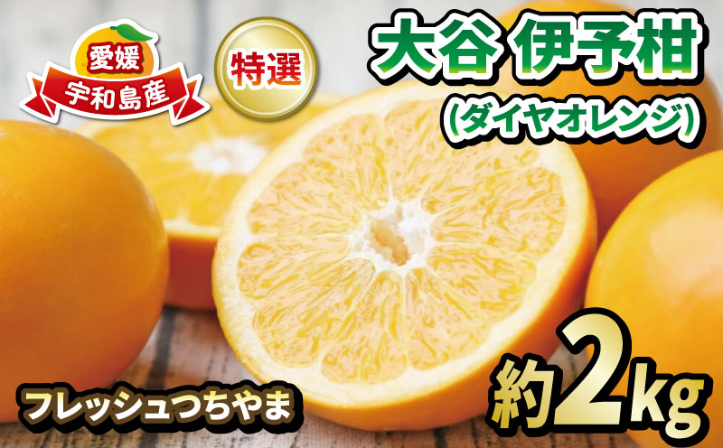 大谷 伊予柑 2kg 特選 フレッシュつちやま 先行予約 ダイヤ オレンジ おおたに いよかん 伊予かん 希少 果物 くだもの フルーツ 柑橘 みかん 蜜柑 愛媛みかん 愛媛蜜柑 愛媛ミカン 吉田みかん 宇和島みかん 産地直送 数量限定 国産 愛媛 宇和島 B012-096034