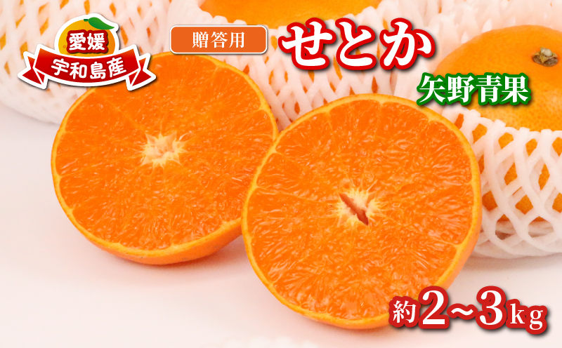 せとか 2 ~ 3kg 贈答用 矢野青果 柑橘の 大トロ 高級 希少 限定 品種 ブランド 高級柑橘 甘い 果物 くだもの フルーツ 柑橘 みかん 蜜柑 愛媛蜜柑 愛媛みかん mikan 贈答 ギフト プレゼント 産地直送 数量限定 国産 愛媛 愛媛県 宇和島 B012-171022