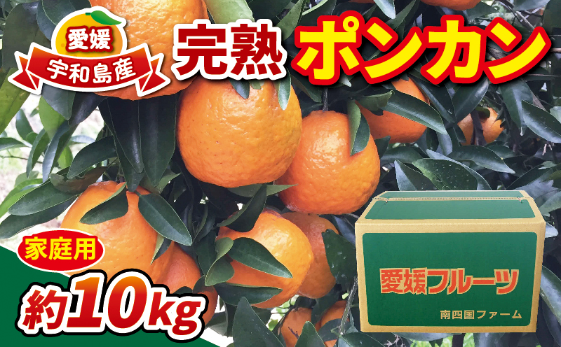 家庭用 完熟 ポンカン 約 10kg みかん 南四国ファーム ぽんかん ミカン 果物 フルーツ 柑橘 蜜柑 mikan くだもの かんきつ 美味しい 甘い コク 酸味 愛媛ミカン 愛媛みかん 愛媛県産 産直 お取り寄せ 数量限定 産地直送 農家直送 国産 愛媛 宇和島 B013-035004