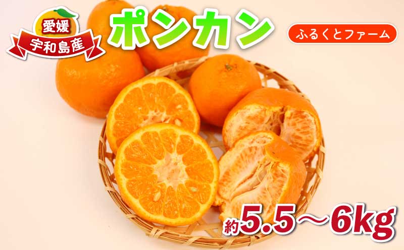 ポンカン みかん 約5.5kg ～ 6kg ふるくとファーム かなこちゃん 先行予約 サイズミックス ぽんかん 果物 くだもの フルーツ 蜜柑 mikan 愛媛ミカン 愛媛蜜柑 愛媛みかん 柑橘 かんきつ 人気 濃厚 甘い 甘味 農家直送 産地直送 数量限定 国産 愛媛 宇和島 B015-037010