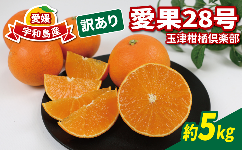 訳あり 愛果28号 5kg 家庭用 玉津柑橘倶楽部 愛媛みかん 愛媛蜜柑 愛媛ミカン 高級 ブランド 限定 品種 プルプル 甘い 玉津 みかん mikan 予約受付 果物 フルーツ 柑橘 愛果 濃厚 甘味 蜜柑 産地直送 数量限定 国産 愛媛 愛媛県産 宇和島 B015-072026