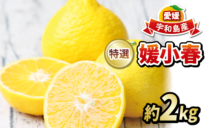 媛小春 2kg  特選 フレッシュつちやま 先行予約 柑橘 媛小春 柑橘 みかん 柑橘 贈答用 柑橘 B015-096003