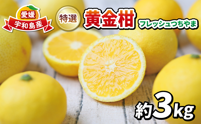 高級柑橘 黄金柑 3kg 先行予約 フレッシュつちやま 幻のみかん 希少 おうごんかん 贈答品 贈答用 ギフト プレゼント 高級 果物 フルーツ 柑橘 みかん 蜜柑 愛媛ミカン 愛媛蜜柑 愛媛みかん 農家直送 産地直送 数量限定 国産 愛媛 宇和島 B015-096006
