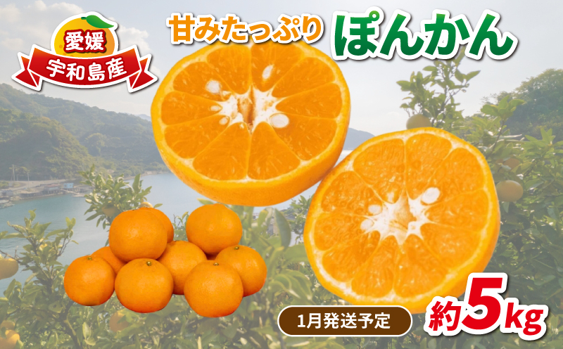 愛媛みかん ポンカン 5kg 家庭用みかん 協徳ガーデン 先行予約 予約受付 甘い 濃厚 ジューシー 果物 くだもの フルーツ 柑橘 みかん mikan 宇和島みかん 愛媛蜜柑 愛媛ミカン ミカン ぽんかん 蜜柑 農家直送 産地直送 数量限定 国産 愛媛 宇和島 B016-178002