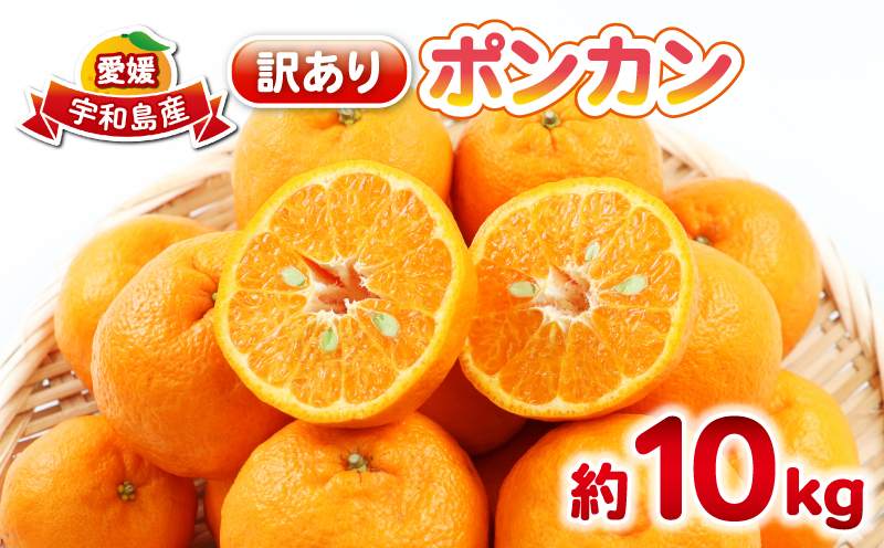 ポンカン 10kg 訳あり ぽんかん 杉本屋  訳あり品 mikan みかん デザート 甘い 果物 くだもの フルーツ 柑橘 みかん 蜜柑 ビタミン お取り寄せ 愛媛みかん 愛媛蜜柑 愛媛県産 産地直送 数量限定 国産 愛媛 宇和島 B017-143021