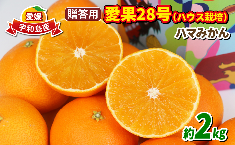 愛果28号 贈答用 2kg ハウス栽培 ハマみかん 果物 くだもの フルーツ 柑橘 みかん 高級 ブランド ゼリー プルプル 甘い 限定 品種 蜜柑 mikan 愛媛蜜柑 愛媛みかん 農家直送 産地直送 数量限定 国産 愛媛 宇和島 B018-075005