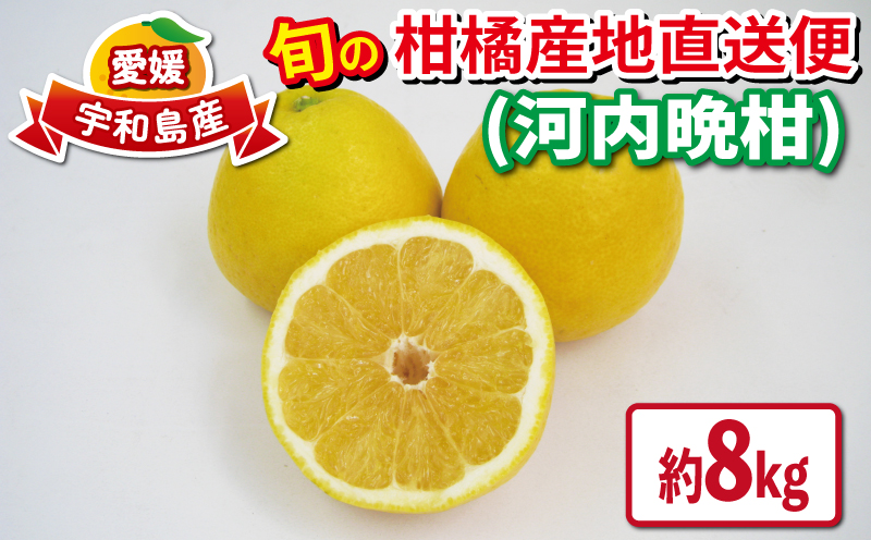 愛媛みかん 河内晩柑 8kg えひめ南農業協同組合直販センター JA 先行予約 晩柑 かわちばんかん 和製 グレープフルーツ 蜜柑 みかん mikan 果物 くだもの フルーツ 柑橘 愛媛蜜柑 農家直送 産地直送 数量限定 国産 愛媛 宇和島 B020-009008