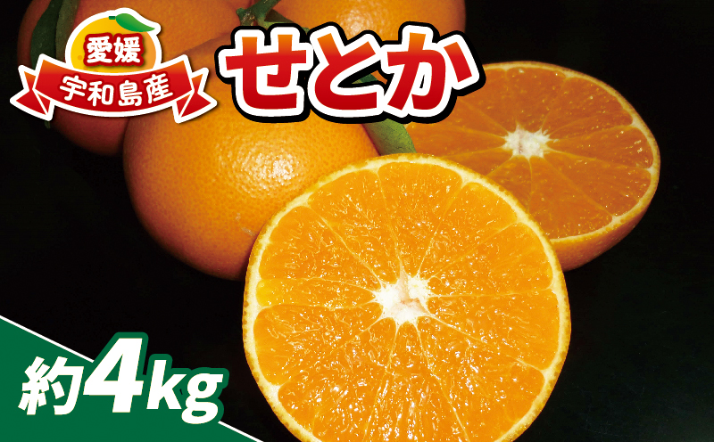 ハウス 蜜柑 せとか 4kg 16~26個 家庭用 南予ファーム ハウス栽培 サイズ 不揃い ハウスみかん ハウス 愛媛みかん 愛媛蜜柑 愛媛ミカン mikan 果物 くだもの フルーツ 高級 ブランド 希少 品種 柑橘 みかん 蜜柑 数量限定 国産 愛媛 宇和島 B020-082004
