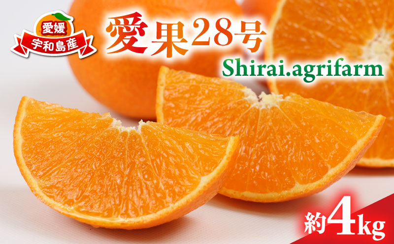 愛果28号 約4kg L~3L サイズ Shirai.agrifarm 先行予約 みかん 愛媛ミカン 愛媛蜜柑 mikan 柑橘 果物 くだもの フルーツ 高級 ブランド 限定 品種 濃厚 甘い 甘味 蜜柑 ゼリー プルプル 産地直送 農家直送 数量限定 国産 愛媛 宇和島 B020-115004