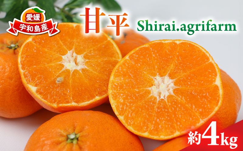 甘平 約4kg 2L~4L サイズ Shirai.agrifarm 先行予約 みかん 高級柑橘 愛媛県限定 品種 愛媛ミカン 愛媛蜜柑 mikan 柑橘 果物 くだもの フルーツ 高級 ブランド かんぺい 甘い 平たい 蜜柑 産地直送 農家直送 数量限定 国産 愛媛 宇和島 B020-115005