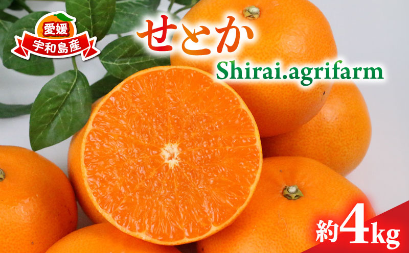 せとか 約4kg L~3L サイズ Shirai.agrifarm 先行予約 みかん 高級柑橘 柑橘の 大トロ 愛媛ミカン 愛媛蜜柑 mikan 柑橘 果物 くだもの フルーツ 高級 ブランド 濃厚 甘い 甘味 蜜柑 産地直送 農家直送 数量限定 国産 愛媛 宇和島 B020-115006