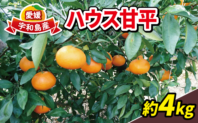 甘平 4kg 15~22個 ハウス栽培 南予ファーム かんぺい 高級 希少 限定 品種 ブランド シャキシャキ 甘い 果物 くだもの フルーツ 柑橘 みかん mikan 愛媛みかん 愛媛蜜柑 愛媛ミカン ハウスみかん ハウス蜜柑 農家直送 国産 愛媛 宇和島 B024-082003