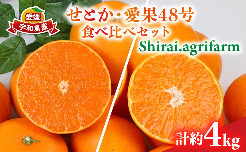 せとか 2kg 愛果48号 2kg 食べ比べ セット 計4kg Shirai.agrifarm 先行予約 みかん 愛媛ミカン 愛媛蜜柑 mikan 柑橘 果物 くだもの フルーツ 高級 ブランド 限定 品種 濃厚 甘い 甘味 蜜柑 ゼリー プルプル 産地直送 農家直送 数量限定 国産 愛媛 宇和島 B025-115009