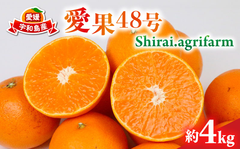 愛果48号 新品種 約4kg M~3L サイズ Shirai.agrifarm 先行予約 高級柑橘 みかん 愛媛ミカン 愛媛蜜柑 mikan 柑橘 果物 愛果28号 甘平 くだもの フルーツ 高級 ブランド 美味しい 濃厚 蜜柑 産地直送 農家直送 数量限定 国産 愛媛 宇和島 B030-115007