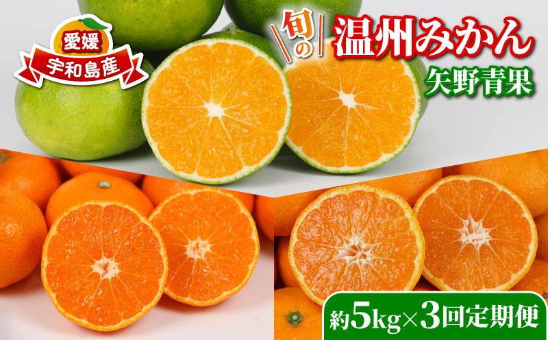 旬の 温州みかん 5kg × 3回 定期便 矢野青果 準贈答用 極早生 宮川早生 南柑20号 みかん mikan 愛媛みかん 愛媛ミカン 愛媛蜜柑 果物 くだもの フルーツ 濃厚 甘い 甘味 さっぱり 酸味 蜜柑 産地直送 数量限定 国産 愛媛 宇和島 B036-171027