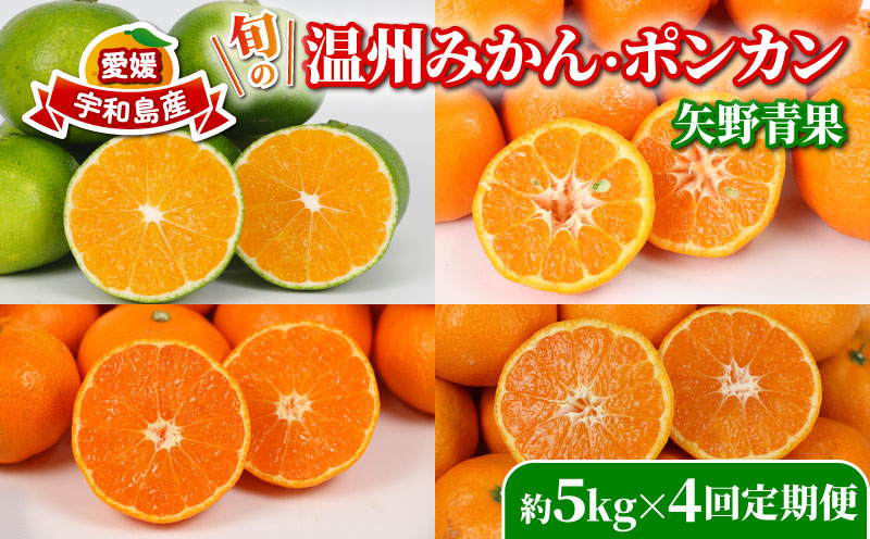 旬の 温州みかん ポンカン 5kg × 4回 定期便 矢野青果 準贈答用 極早生 宮川早生 南柑20号 ぽんかん みかん mikan 愛媛みかん 愛媛ミカン 愛媛蜜柑 果物 くだもの フルーツ 濃厚 甘い 甘味 さっぱり 酸味 蜜柑 産地直送 数量限定 国産 愛媛 宇和島 B048-171029