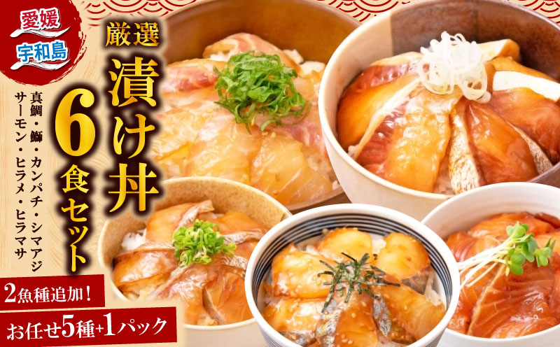 【活締め】漬け丼 6食セット 厳選 全7種 南予ビージョイ 海鮮丼 サーモン 鮭 鰤 ぶり buri 真鯛 たい タイ カンパチ シマアジ 縞鯵ヒラメ ヒラマサ D010-150005