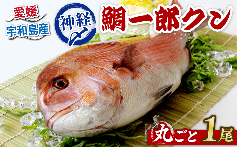 真鯛 1尾 鯛一郎クン 神経締め 株式会社タイチ 神経〆 まるごと 鯛 タイ たい tai マダイ まだい 養殖 お祝い 刺身 お刺身 お刺し身 鯛めし 鯛茶漬け 鯛しゃぶ 塩焼き 煮付け 焼き物 アレンジ 冷蔵 新鮮 産地直送 愛媛県産 国産 愛媛 宇和島 D020-195001