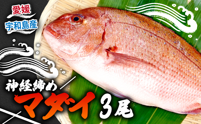 真鯛 3尾 宇和海産 神経締め こもこもShop 神経〆 まるごと 海の鯛陽 鯛 マダイ タイ 養殖 刺身 お刺身 お刺し身 刺し身 人気 鯛めし 鯛茶漬け 鯛しゃぶ 塩焼き 煮付け アレンジ 新鮮 冷蔵 国産 愛媛 宇和島 D035-186005