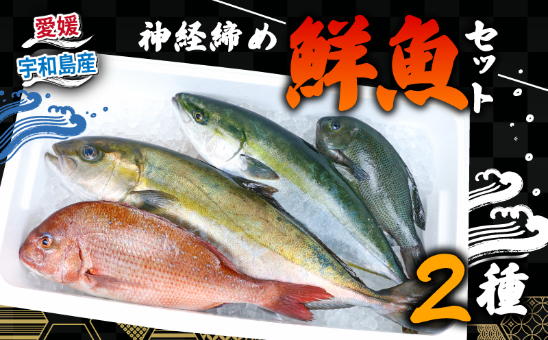 鮮魚 セット 神経締め 宇和海産 2種 こもこもShop 鮮魚詰合せ 神経〆 まるごと タイ カンパチ ブリヒラ シマアジ カワハギ イシダイ 養殖 刺身 お刺身 お刺し身 刺し身 人気 鯛 鯛めし 塩焼き 煮付け 焼き魚 アレンジ 新鮮 産地直送 冷蔵 国産 愛媛 宇和島 D040-186007