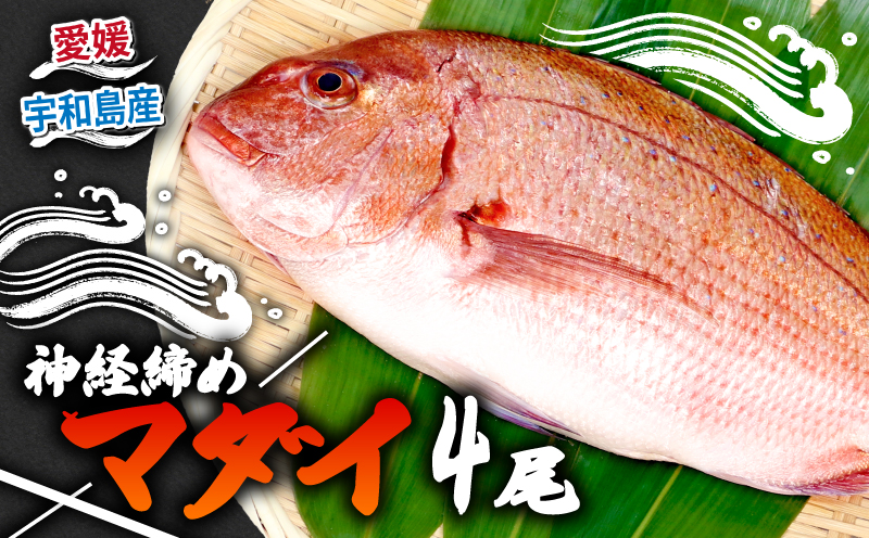 真鯛 4尾 宇和海産 神経締め こもこもShop 神経〆 まるごと 海の鯛陽 鯛 マダイ タイ 養殖 刺身 お刺身 お刺し身 刺し身 人気 鯛めし 鯛茶漬け 鯛しゃぶ 塩焼き 煮付け アレンジ 新鮮 冷蔵 国産 愛媛 宇和島 D046-186006