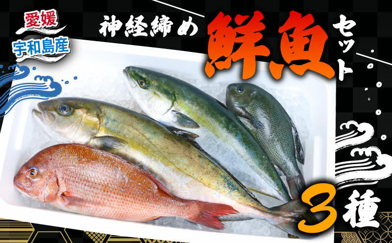 鮮魚 セット 神経締め 宇和海産 3種 こもこもShop 鮮魚詰合せ 神経〆 まるごと タイ カンパチ ブリヒラ シマアジ カワハギ イシダイ 養殖 刺身 お刺身 お刺し身 刺し身 人気 鯛 鯛めし 塩焼き 煮付け 焼き魚 アレンジ 新鮮 産地直送 冷蔵 国産 愛媛 宇和島 D050-186008