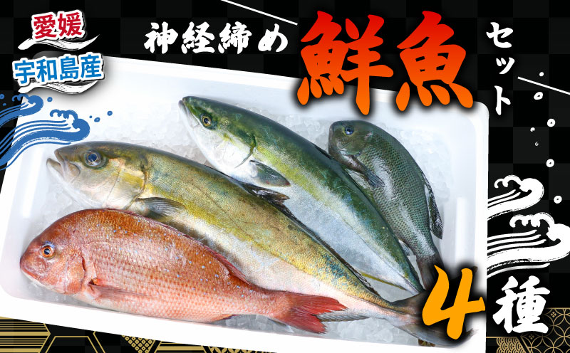 鮮魚 セット 神経締め 宇和海産 4種 こもこもShop 鮮魚詰合せ 神経〆 まるごと タイ カンパチ ブリヒラ シマアジ カワハギ イシダイ 養殖 刺身 お刺身 お刺し身 刺し身 人気 鯛 鯛めし 塩焼き 煮付け 焼き魚 アレンジ 新鮮 産地直送 冷蔵 国産 愛媛 宇和島 D060-186002