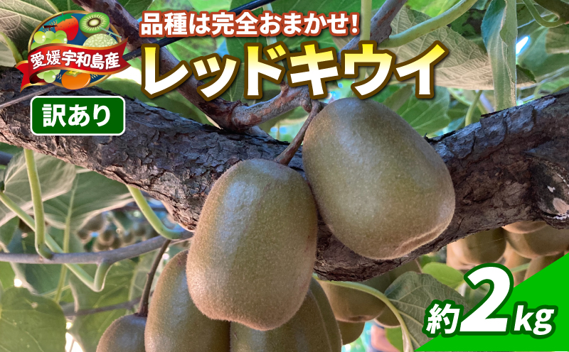 レッドキウイ 2kg 訳あり マル南フルーツ 先行予約 数量限定 キウイ キウイフルーツ 紅妃 レインボーレッド 産地直送 高級 希少 果物 フルーツ 国産 愛媛 宇和島 F010-106029