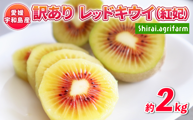 【訳あり】 レッドキウイ 紅妃 2kg 先行予約 Shirai.agrifarm キウイフルーツ 果物 くだもの フルーツ 高級 国産 F010-115002