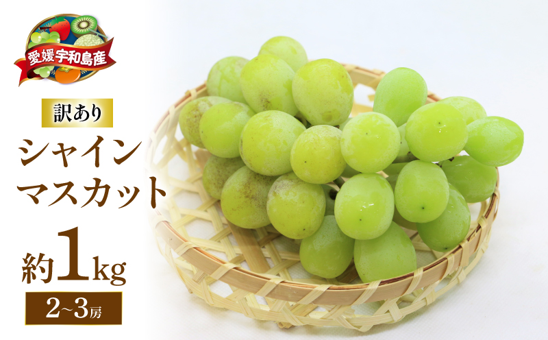 訳あり シャインマスカット 1kg ( 2～3房 ) マル南フルーツ 数量限定 大粒 種無し 甘い マスカット ぶどう 果物 フルーツ 国産 愛媛 宇和島 F012-106028