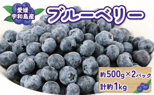 ブルーベリー 大粒 1kg マスタニ農園 ハウス栽培 生ブルーベリー 美味しい 500g×2パック 小分け パック 生  ベリー 果物 フルーツ デザート スイーツ ポリフェノール  抗酸化作用果物 冷蔵 農家直送 産地直送 数量限定 国産 愛媛 宇和島 F020-136002