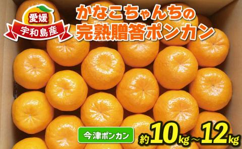 ポンカン 10~12kg 贈答用 完熟 ふるくとファーム かなこちゃんち 今津 果物 フルーツ 柑橘 みかん 甘い 農家直送 産地直送 数量限定 国産 愛媛 宇和島