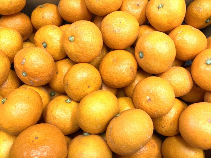 訳あり 温州みかん 3kg ご家庭用 人気 数量限定 先行予約 愛媛 みかん 柑橘 【2025年11月上旬以降発送】｜A109