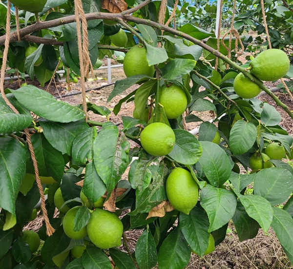 レモン 愛媛 施設レモン ハウスレモン 2kg 数量限定 檸檬 柑橘 フルーツ ビタミン 池内果樹園 国産 伊予市｜A124