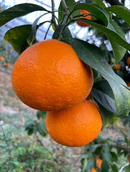 訳あり 愛果28号 2kg サイズミックス 【2026年12月以降発送】 紅まどんなと同一品種 みかん 愛媛 数量限定 先行予約 柑橘 伊予市｜A128