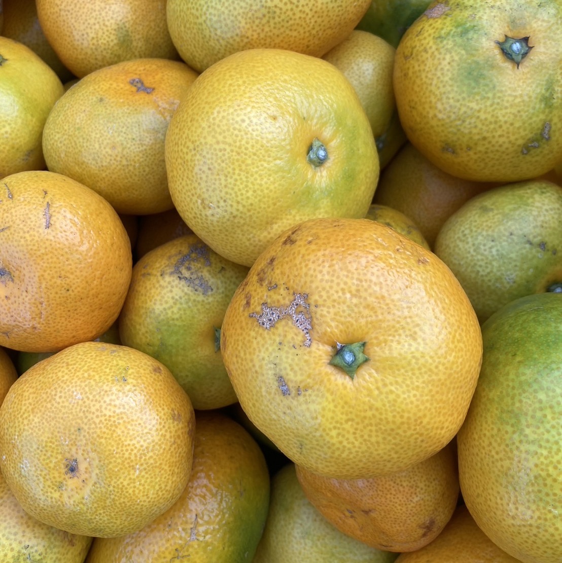 極早生みかん 3kg ご家庭用 農園直送 先行予約 【10月上旬から順次発送予定】 愛媛 数量限定 愛媛県産 人気 柑橘 伊予市｜ A98