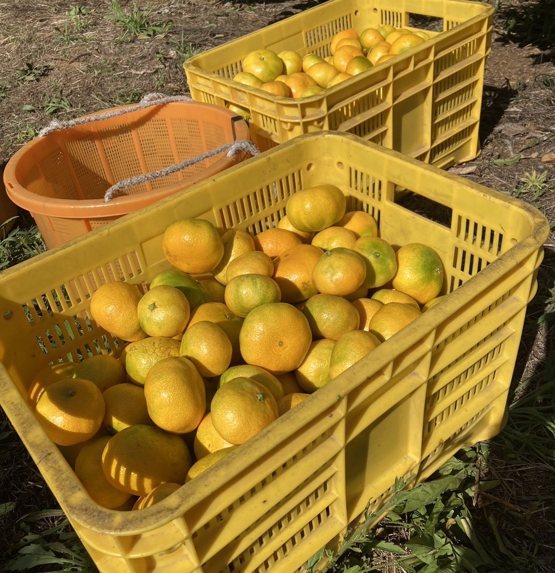 早生みかん 3kg ご家庭用 農園直送 先行予約 【11月以降順次発送予定】 愛媛 数量限定 愛媛県産 人気 柑橘 伊予市｜ A99