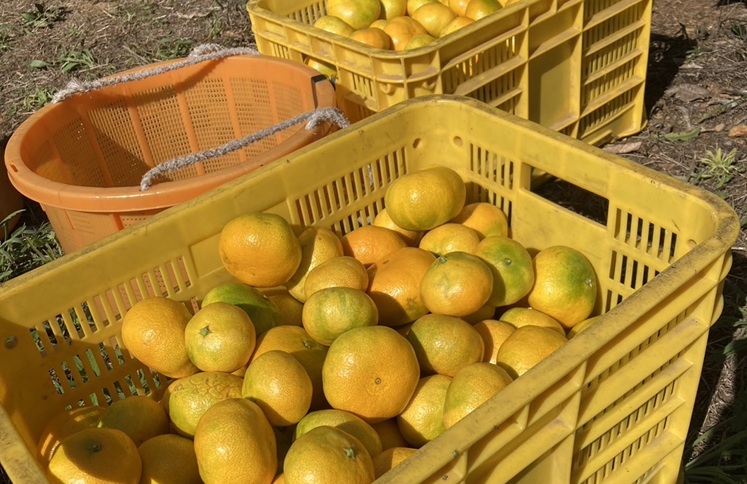 早生みかん 3kg ご家庭用 農園直送 先行予約 【11月以降順次発送予定】 愛媛 数量限定 愛媛県産 人気 柑橘 伊予市｜ A99