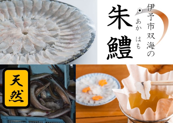 鱧 冷凍 鱧しゃぶセット 鍋 3～4人前 天然鱧 朱鱧 ブランド認定品 うす造り しゃぶしゃぶ 魚介 海鮮 産地直送 スライス 海産物 伊予市 愛媛県産 国産 | B102