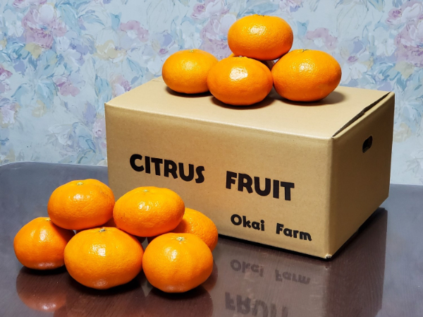 みかん 愛媛 甘平（5kg）サイズM～5L 人気 数量限定 先行予約 柑橘 伊予市 【2026年1月下旬から順次発送予定】｜B104