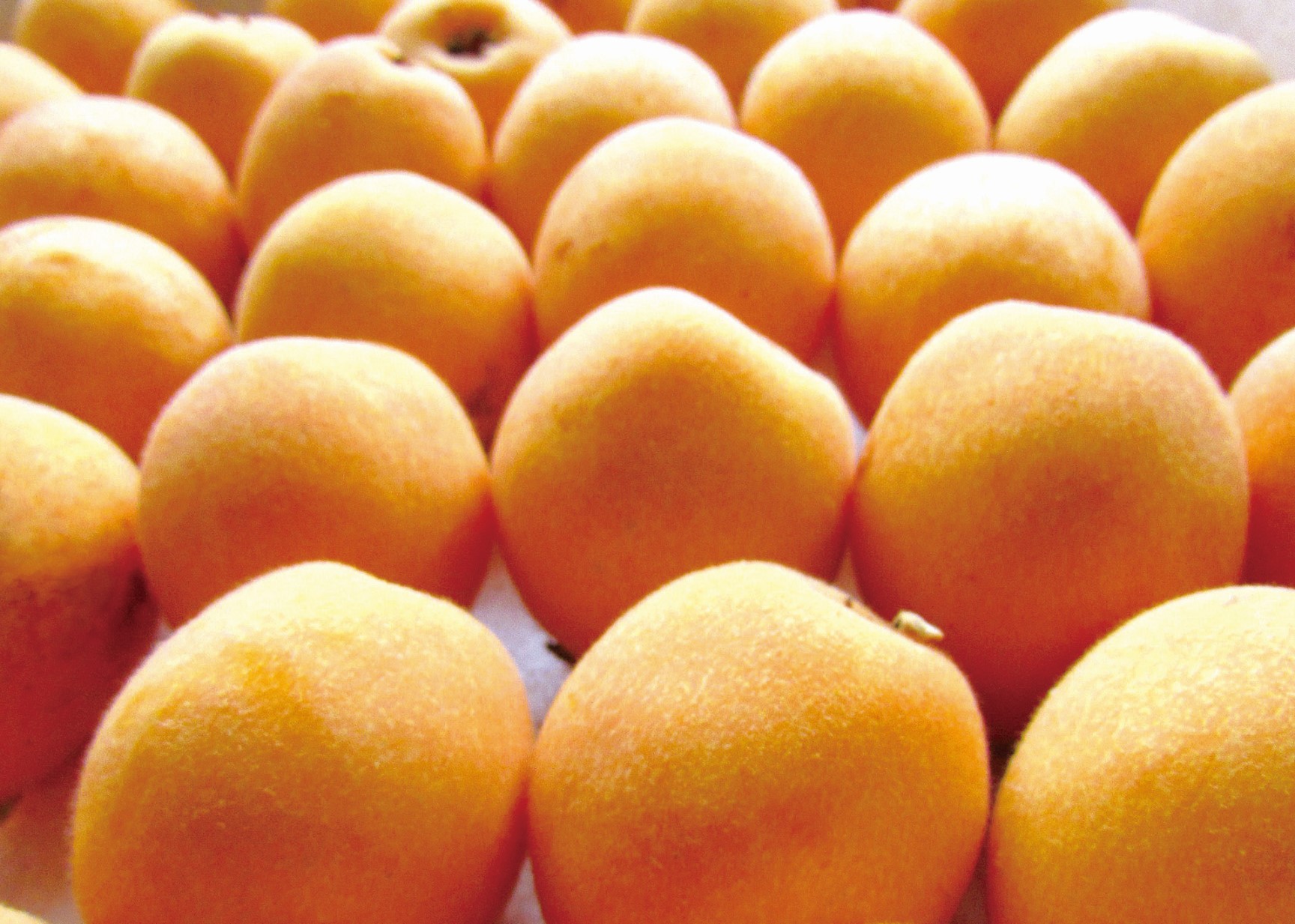 びわ 唐川びわ 約1.4kg（350g×4パック）L～3Lサイズ｜B126