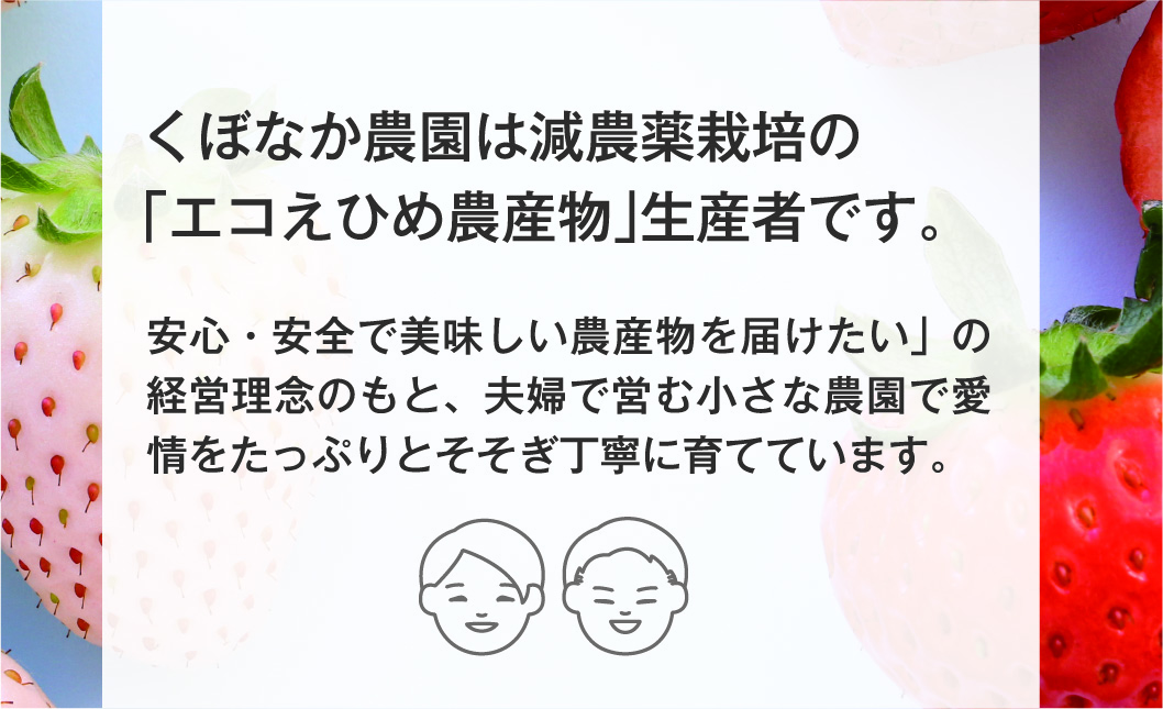 いちご さちのか・あまおとめ食べ比べセット 数量限定 農園直送 愛媛 人気 伊予市 くぼなか農園 ｜B14