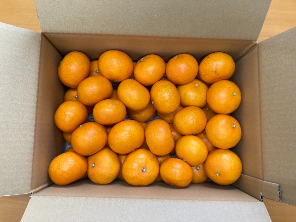 訳あり せとか 5kg ご家庭用 みかん 人気 数量限定 先行予約 愛媛 柑橘 【2026年2月中旬以降順次発送】｜B146