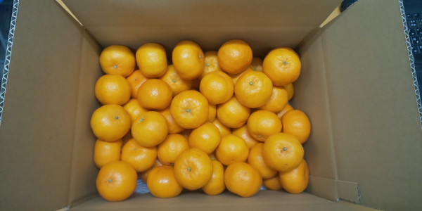 訳あり ポンカン 5kg ご家庭用 みかん 人気 数量限定 先行予約 柑橘 伊予市 【2026年1月中旬以降順次発送】｜B147