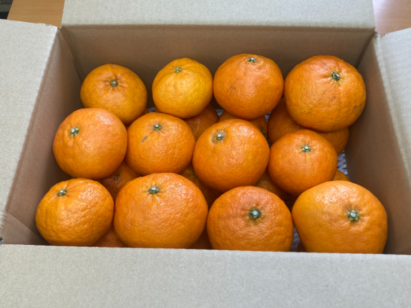 訳あり 甘平 5kg ご家庭用 人気 数量限定 先行予約 みかん 愛媛 柑橘 【2026年1月下旬以降順次発送】 | B151