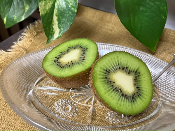 キウイフルーツ 2kg 秀品 【糖度14度～16度】 人気 数量限定 キウイ 愛媛  【2025年11月中旬以降発送】| B152