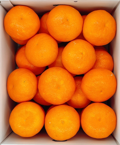 みかん 愛媛 伊予柑 3L～4Lサイズ（約9kg）【2026年1月中旬から順次発送予定】 人気 数量限定 柑橘 伊予市｜B160